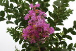 紫薇花  