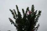 紫薇花  