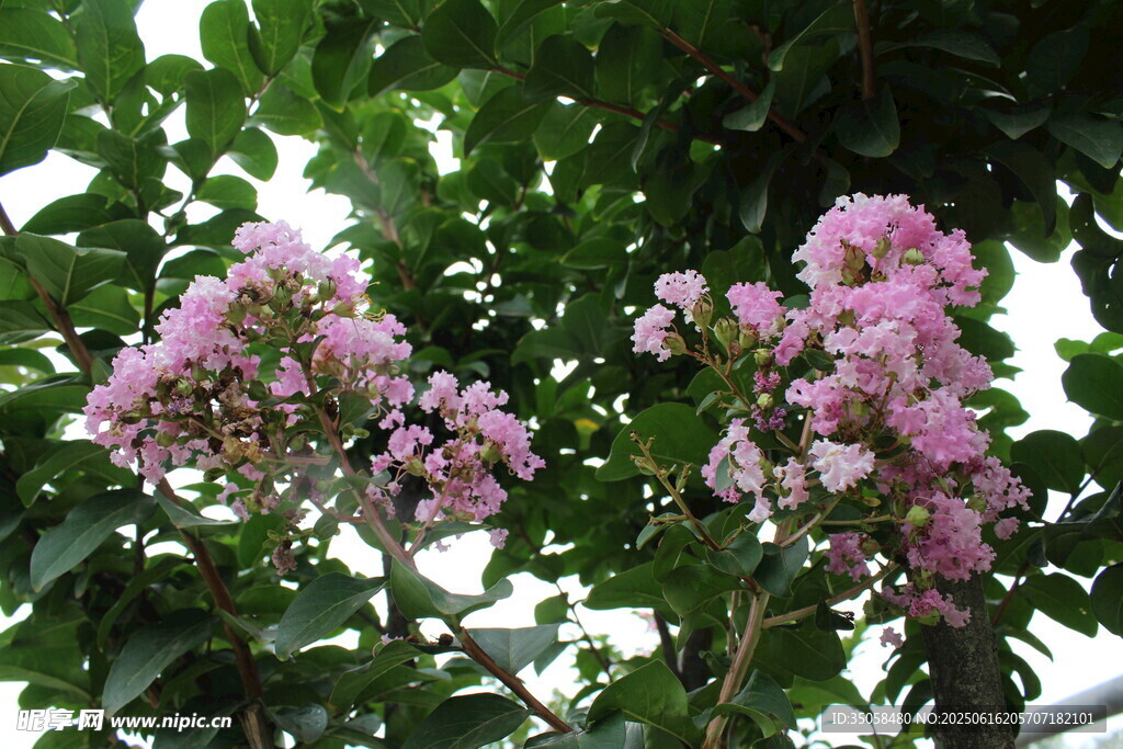  紫薇花
