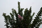 紫薇花 