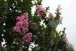 紫薇花 