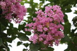 紫薇花  