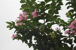 紫薇花  
