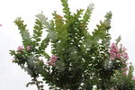 紫薇花  