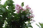 紫薇花 