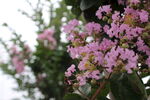紫薇花  
