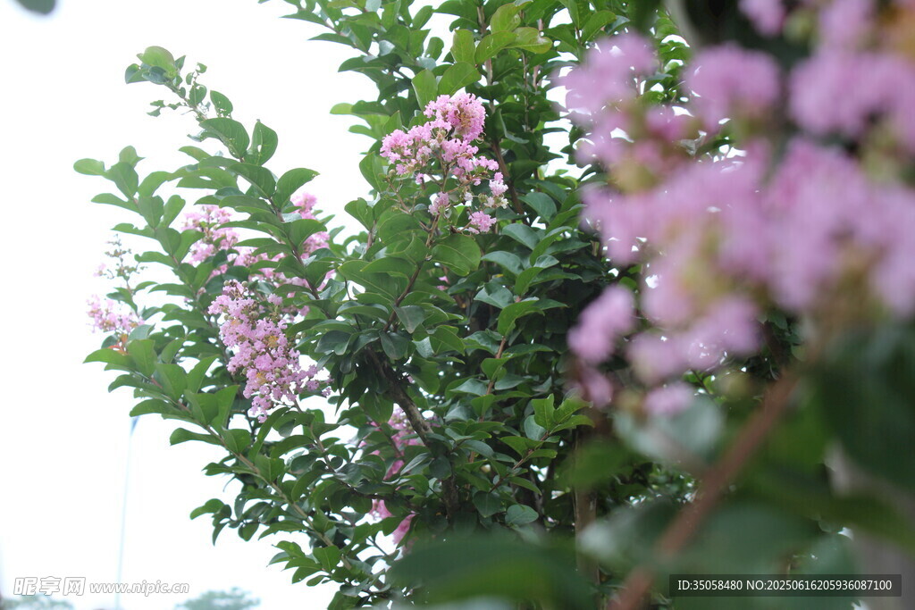 紫薇花 