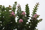 紫薇花 