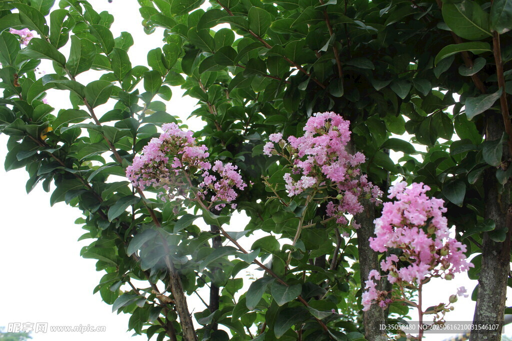  紫薇花