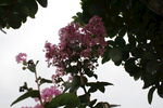 紫薇花 