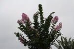 紫薇花  