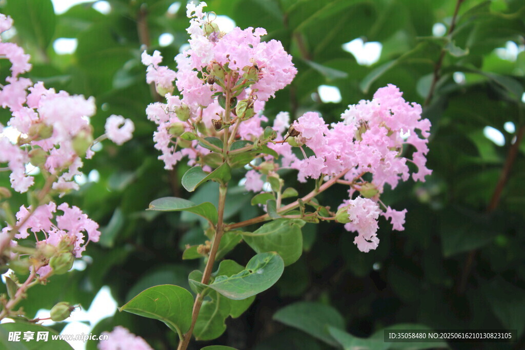 紫薇花 