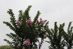 紫薇花 