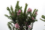 紫薇花  