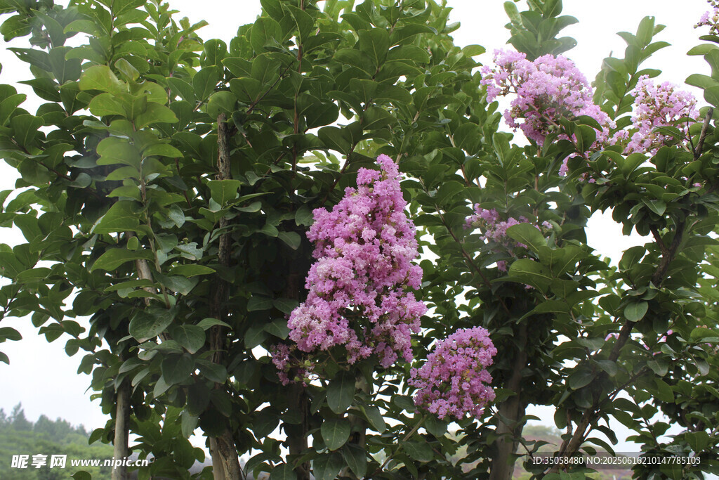 紫薇花 