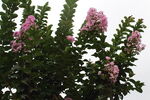  紫薇花