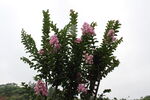 紫薇花 