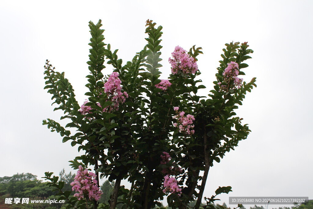 紫薇花 