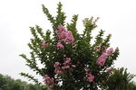 紫薇花 