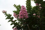  紫薇花