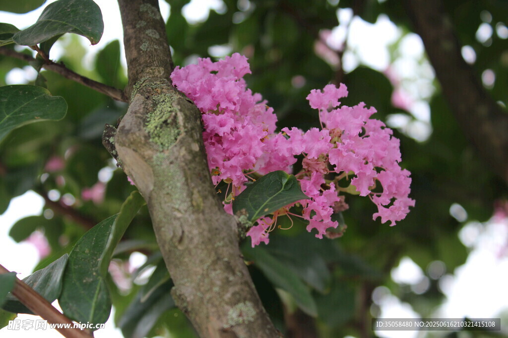  紫薇花