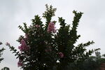  紫薇花