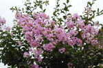 紫薇花  