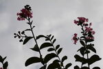 紫薇花 