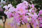 紫薇花  