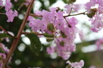  紫薇花