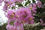  紫薇花