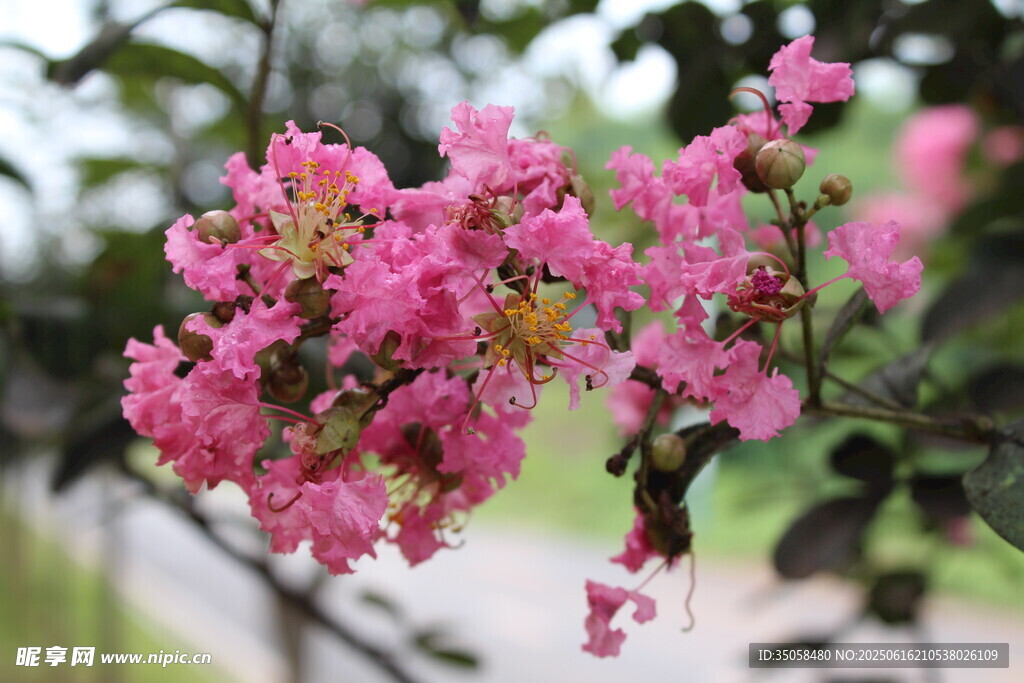  紫薇花