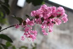 紫薇花 