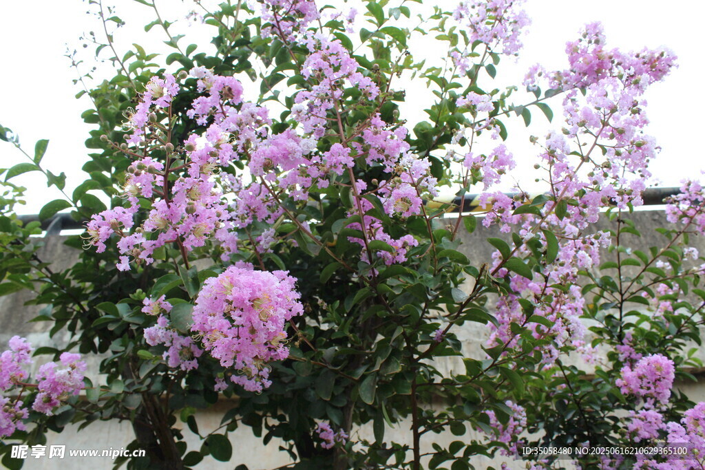 紫薇花 