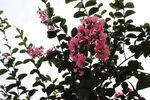紫薇花  