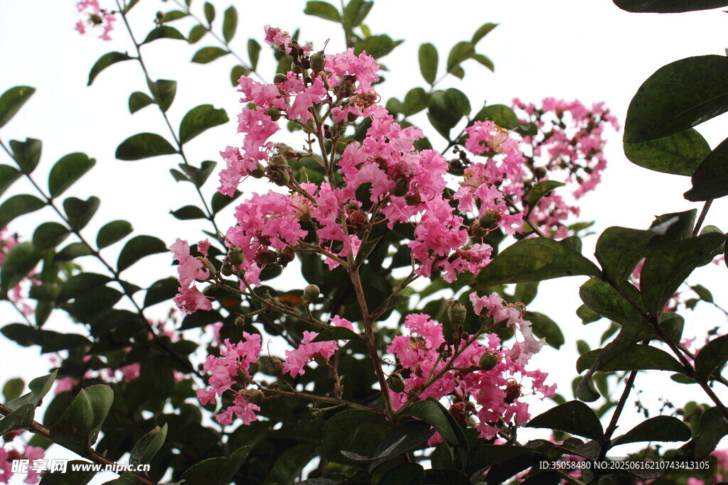  紫薇花