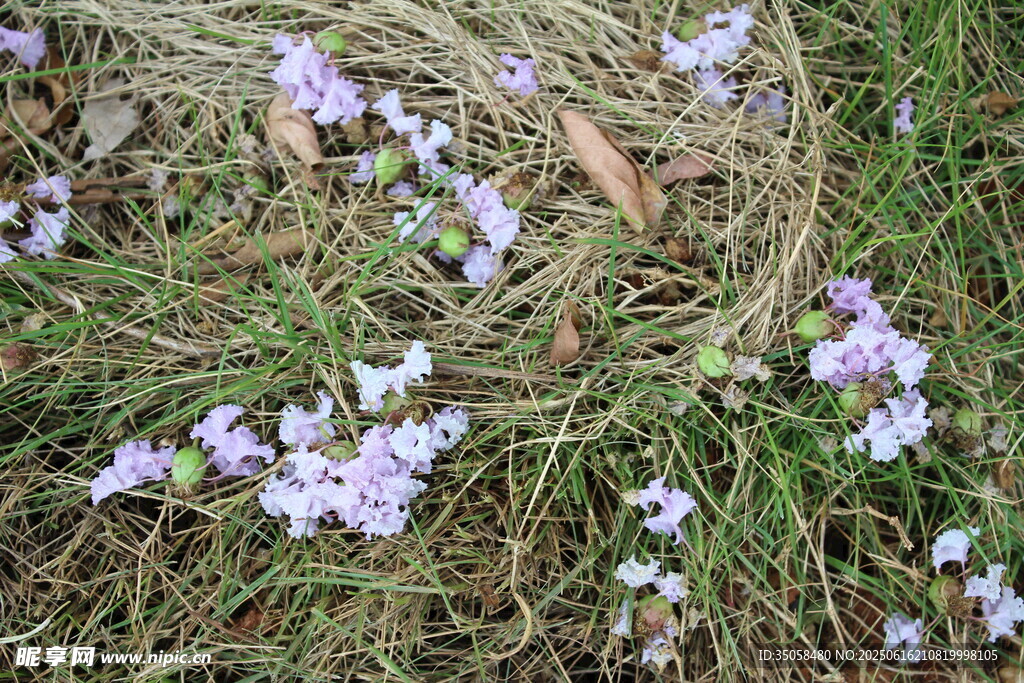 紫薇花  