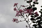 紫薇花  
