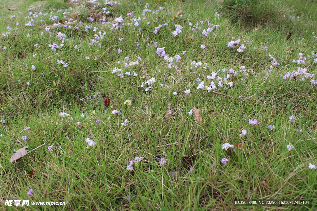 紫薇花 