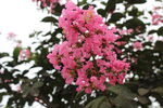 紫薇花  