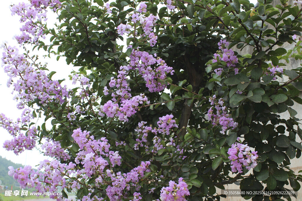 紫薇花  
