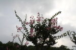 紫薇花  