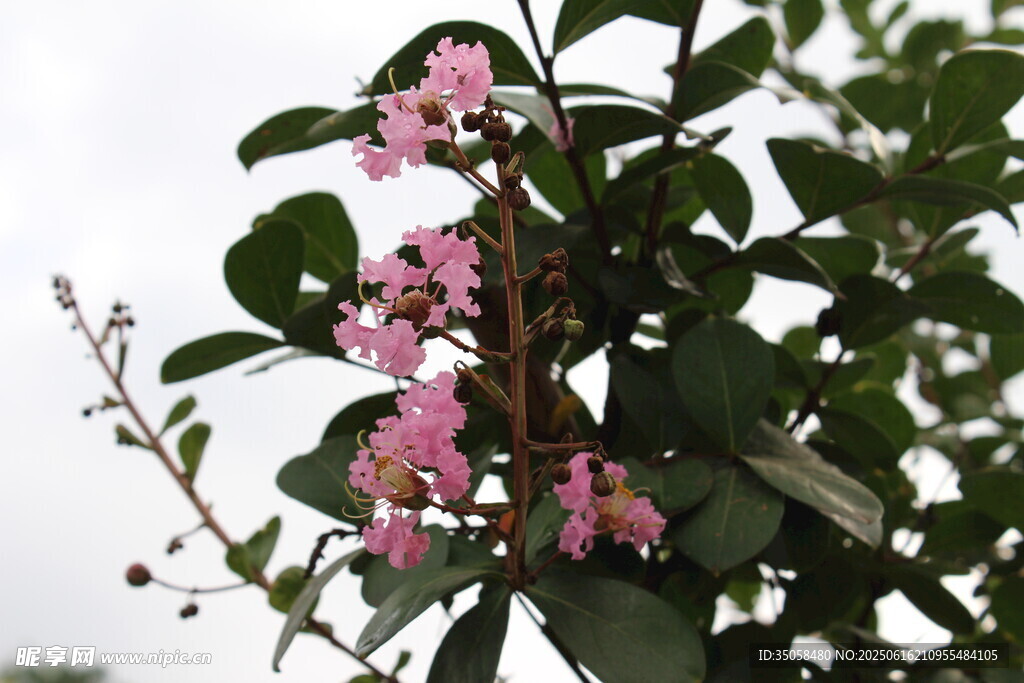 紫薇花 