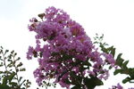 紫薇花 