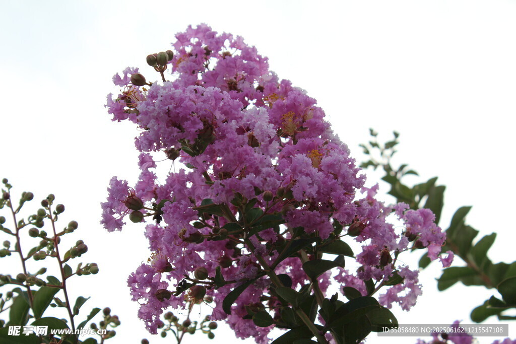 紫薇花 