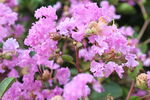 紫薇花 