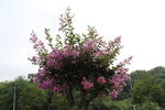 紫薇花 