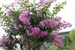 紫薇花 