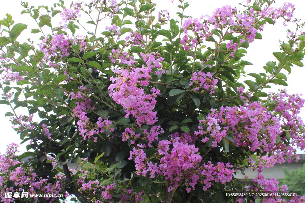 紫薇花 