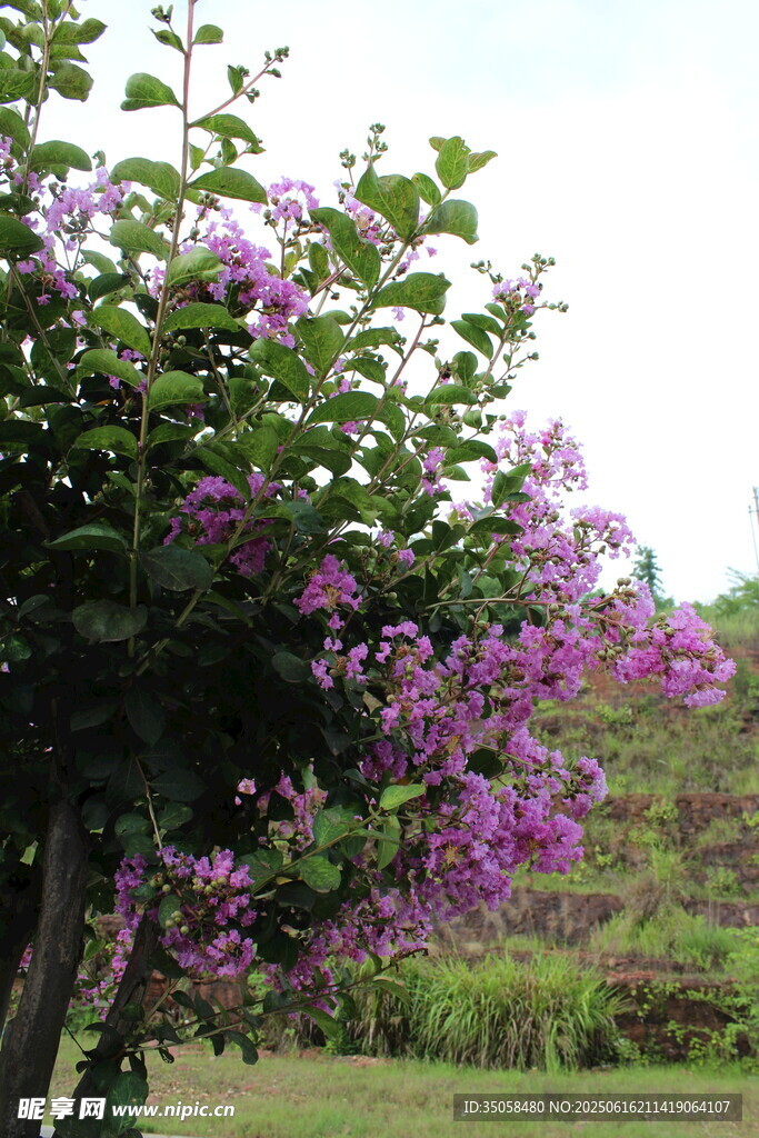 紫薇花 